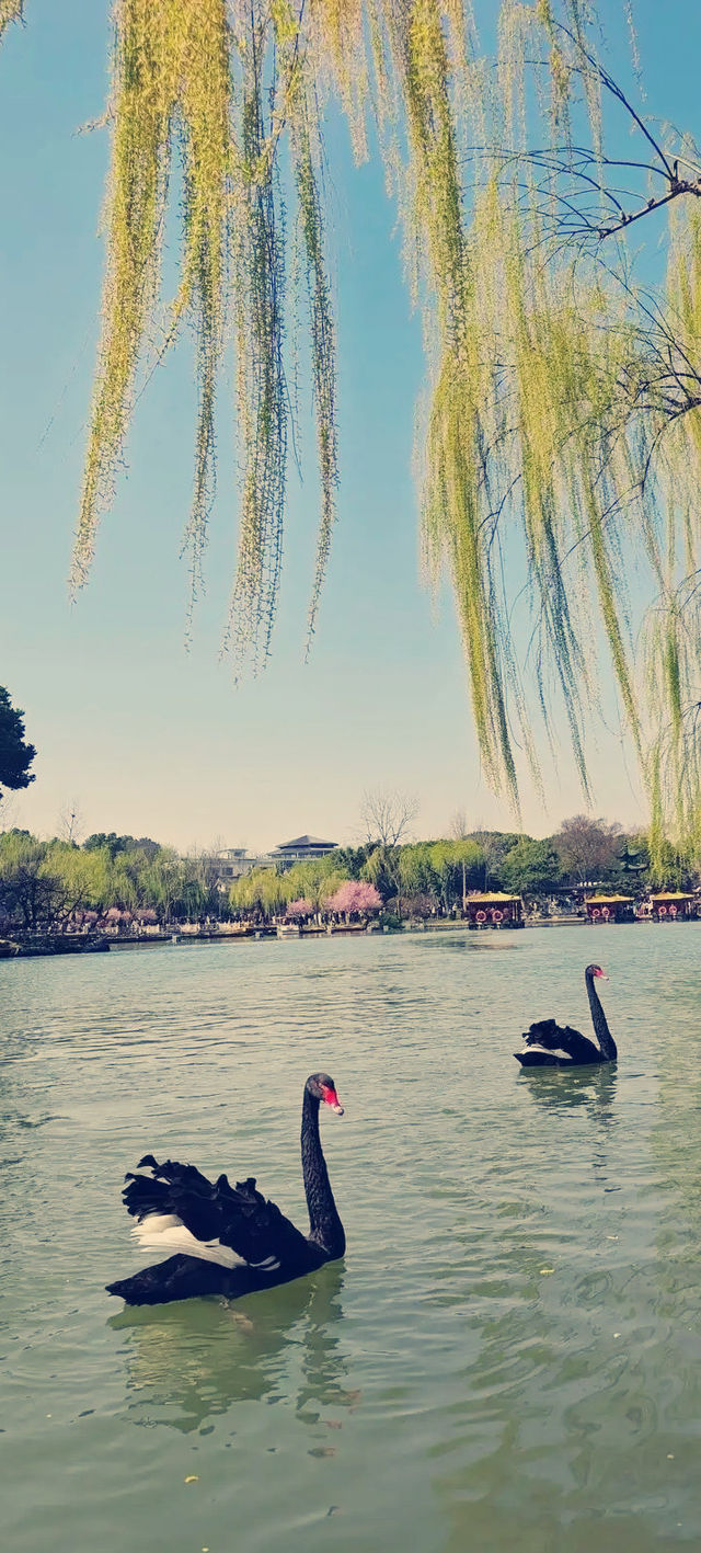 江蘇寶藏遊！8天玩轉江南10大絕美景點  家人們快收下這份江蘇旅遊全攻略！從蘇州園林到南京中山陵，