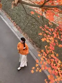 南京中山植物園紅楓崗|進入10日倒數!