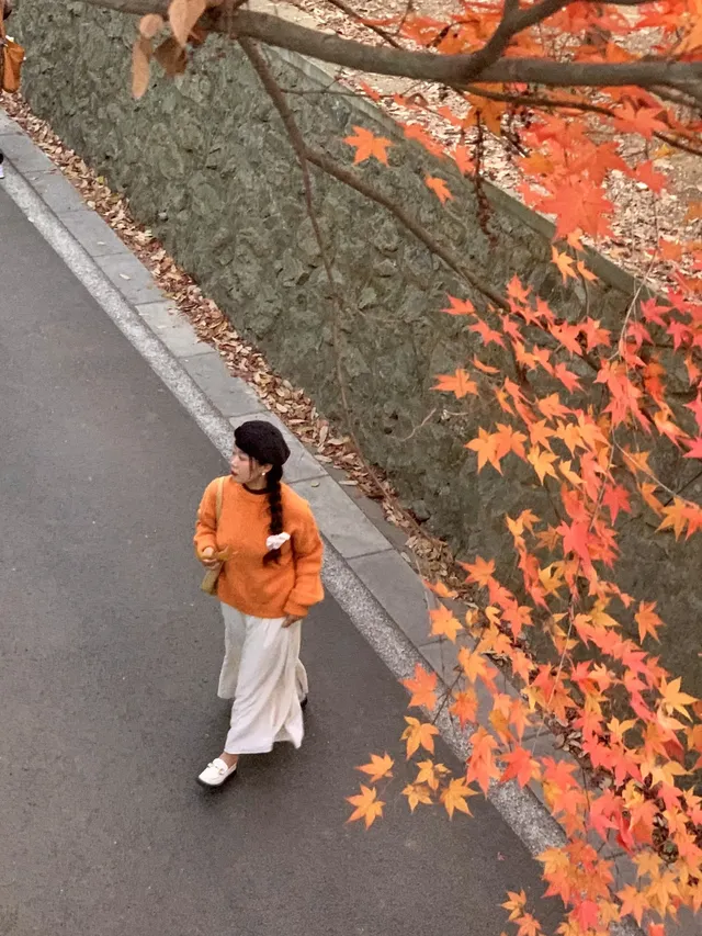 南京中山植物園紅楓崗|進入10日倒數! 南京中山植物園紅楓崗|進入10日倒數!