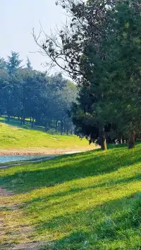 西安高新小森林