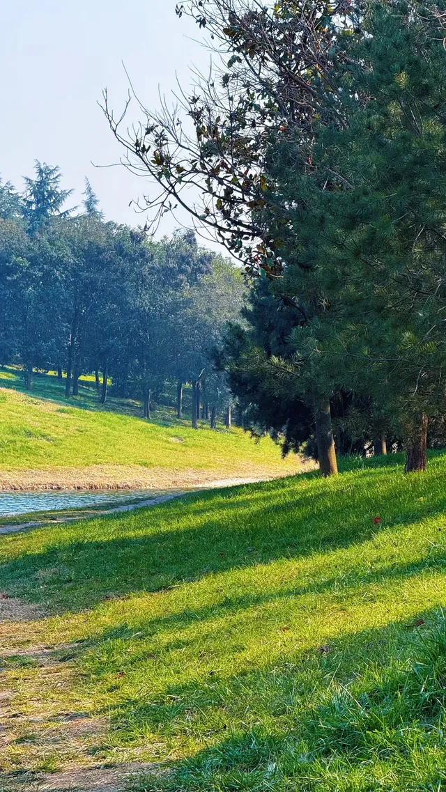 西安高新小森林 西安高新小森林