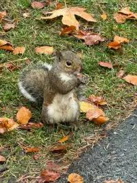南京的梧桐項鍊 是我這輩子都夠不到的浪漫