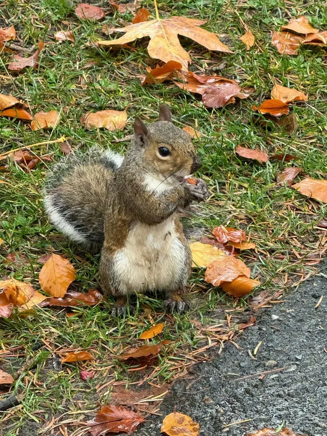 南京的梧桐項鍊 是我這輩子都夠不到的浪漫 南京的梧桐項鍊 是我這輩子都夠不到的浪漫