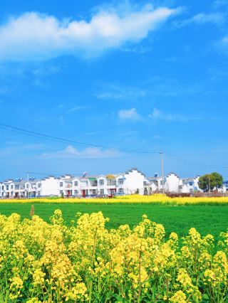 合肥ロージャトゥアンの菜の花畑｜宮崎駿の春に迷い込む