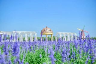 保定の春の旅で遺産を探訪：薬の香り漂う安国、石の韻を感じる曲陽