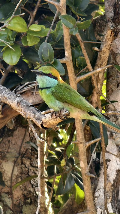 スリランカ・ヤーラ国立公園サファリ | Trip.com モナラーガラ