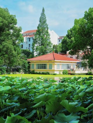 古い住宅街に隠れた夏、それは合肥がロマンチックな余地を残した場所。