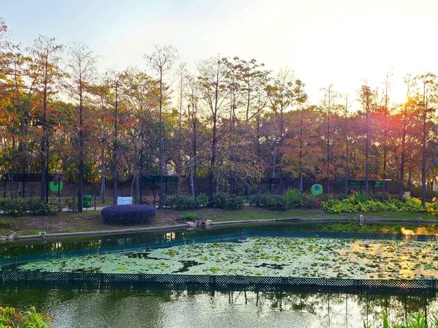 【市區看紅葉🍂~青衣公園】