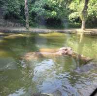 Great Safari park with lot of wildlife 