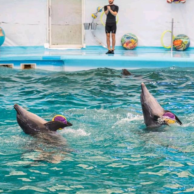  ดูแมวน้ำ 🦭 เล่นกับโลมา 🐬
Dolphins Bay Phuket