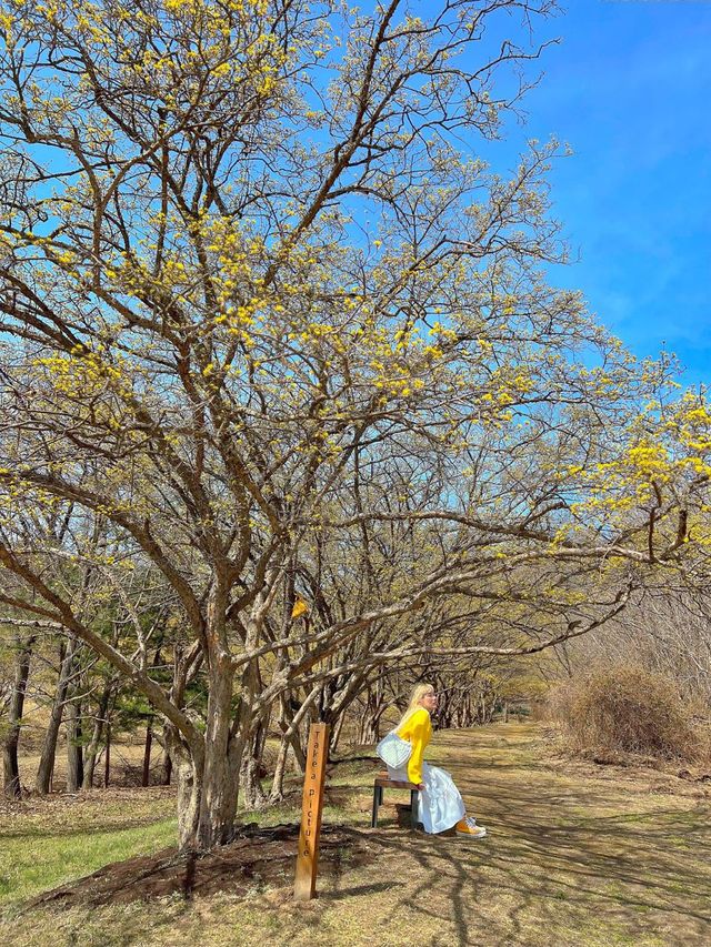 구례산수유축제에 가기 힘들다면?🌼🌼