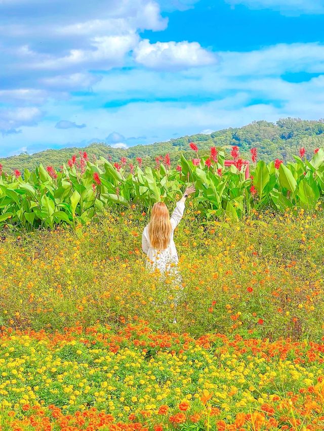 가을의 핫플레이스, 연천 댑싸리 공원💚