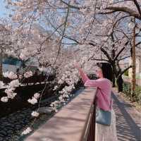 지금 창원에 가야되는 이유🌸💓