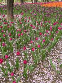 서울숲 튤립축제🌷 지금이 절정!💕