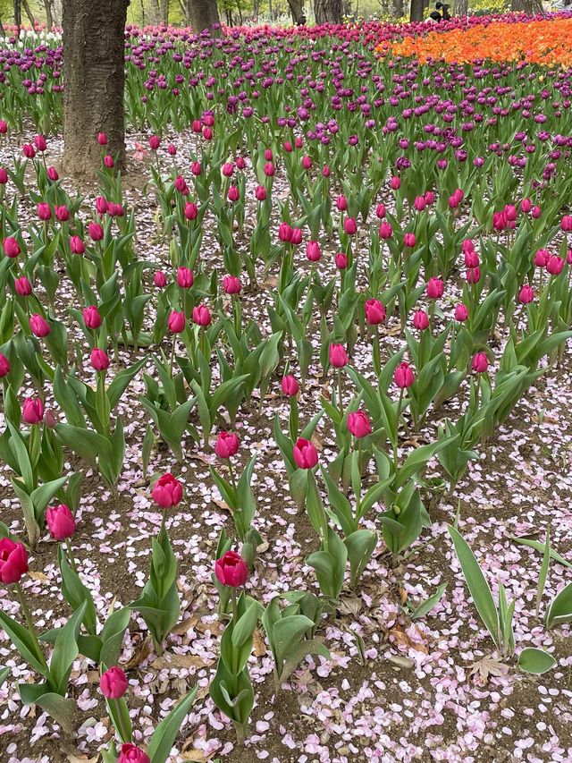 서울숲 튤립축제🌷 지금이 절정!💕