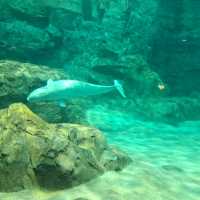 【日本　名古屋港水族館】