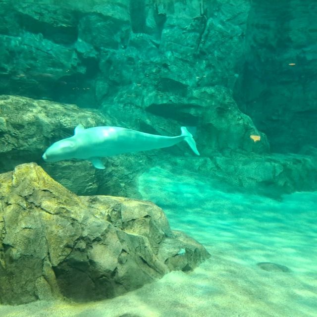 【日本　名古屋港水族館】