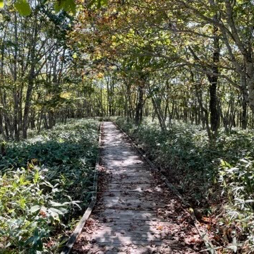 【北海道】釧路湿原で雄大な自然を感じよう！