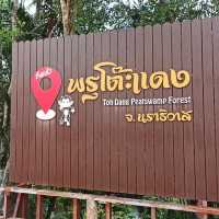 ป่าพรุผืนสุดท้าย.. ป่าพรุโต๊ะแดง​ นราธิวาส​