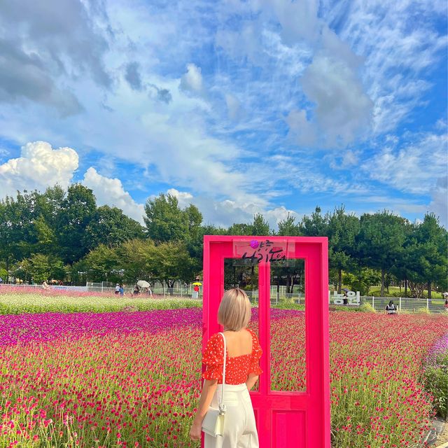 양주 천만송이 천일홍 축제✨