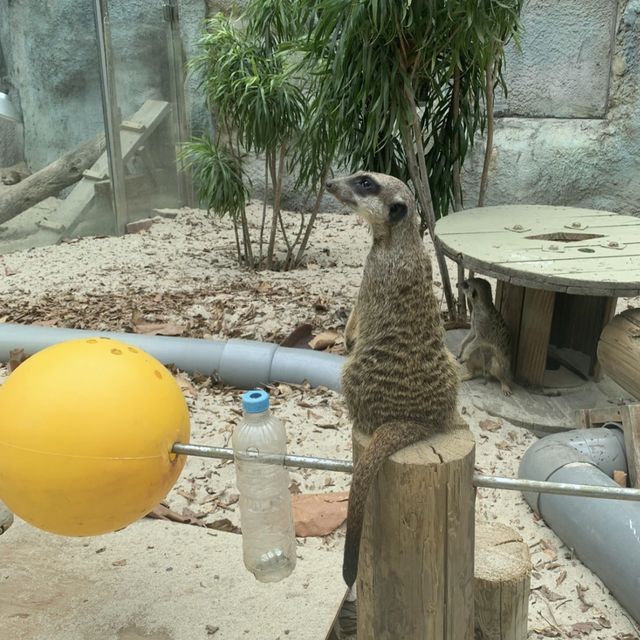 動物狂歡！高雄壽山動物園🐼🌳🦁