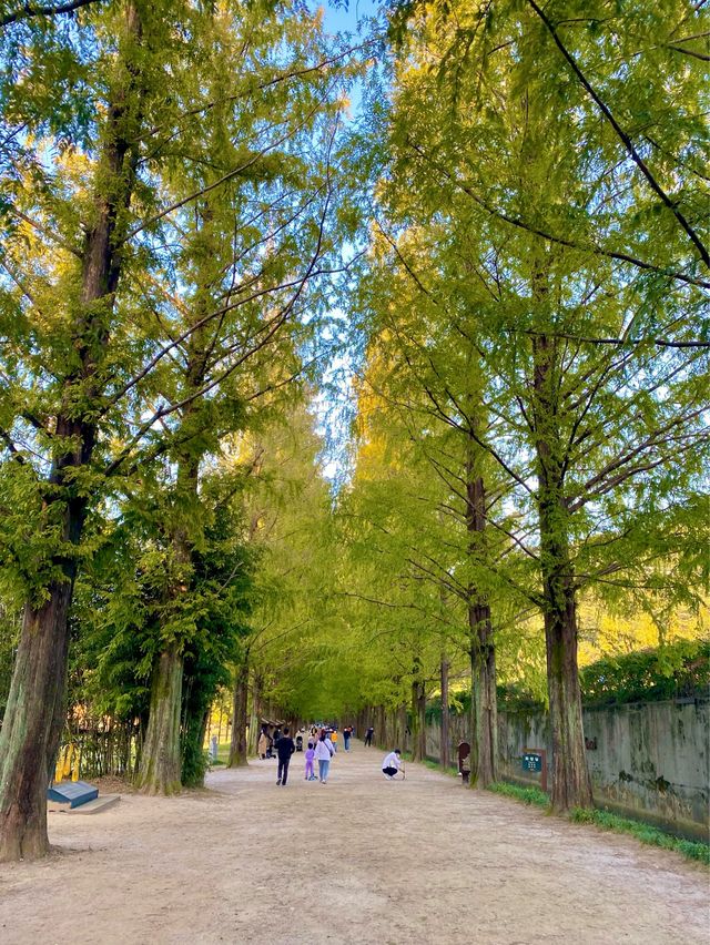 자연을 보며 힐링이 필요할 땐 담양 메타세쿼이아🌳