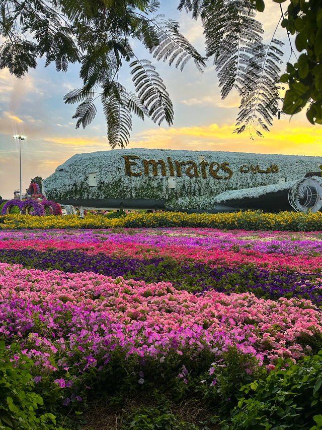 A Flowering Oasis in the Desert