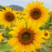 หนาวนี้ไปเที่ยวเขาใหญ่ ต้องแวะชมทานตะวันที่ไร่มณีศร