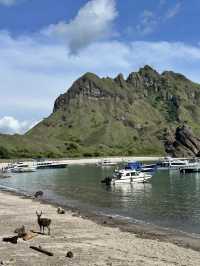 ย้อนเวลาไปเที่ยวอินโดเดือนธันวา : Padar Island