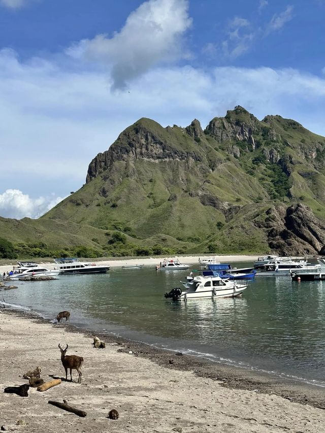 ย้อนเวลาไปเที่ยวอินโดเดือนธันวา : Padar Island