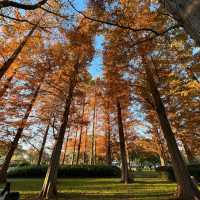 関東にもこんな美しい紅葉見れるぞ