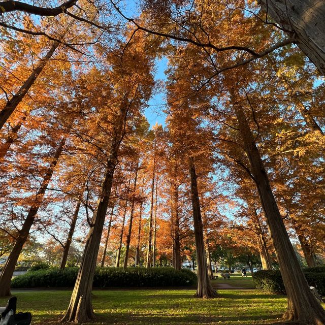 関東にもこんな美しい紅葉見れるぞ