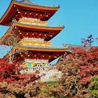 Red maples at Kiyomizu-dera Temple 