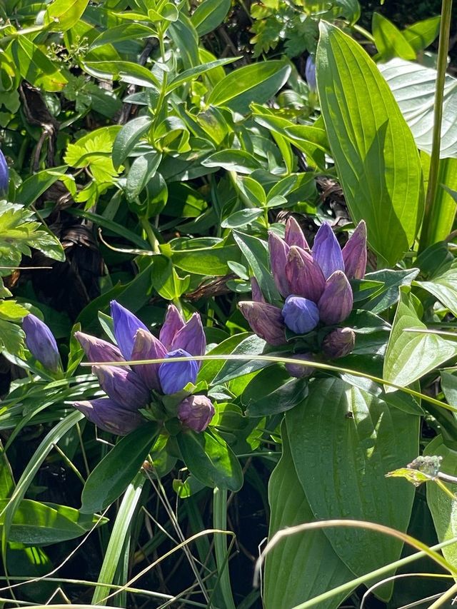 【山形県/御田原神社】2023年行ってよかった！山形県の神社⑦