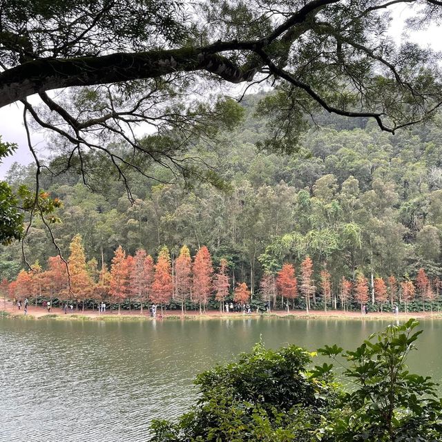 春日郊遊流水響❤️超令紅葉🍁😗情侶💑郊遊必去