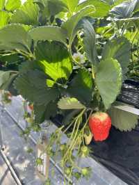 日本滋賀鹿深士多啤梨🍓園❤️