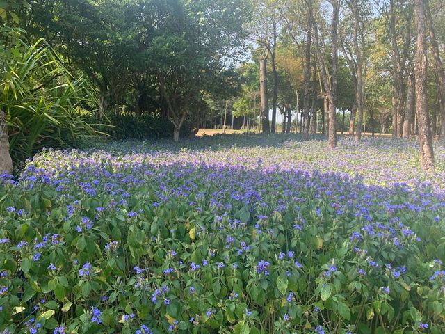 一年四季都有唔同花睇🌺🌸🪷深圳灣公園