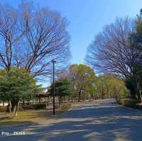 東京木場公園河津櫻