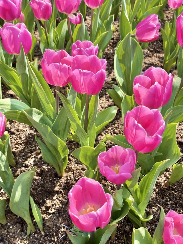 네덜란드 튤립 축제 부럽지 않은 에버랜드🌷