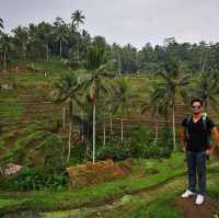 Paddy Field on the Mountain