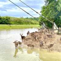 สะพานชมกวาง