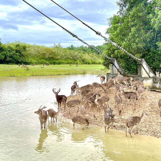 สะพานชมกวาง