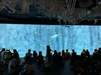 Aquarium​ Phuket ที่ใหญ่ที่สุดในประเทศไทย​