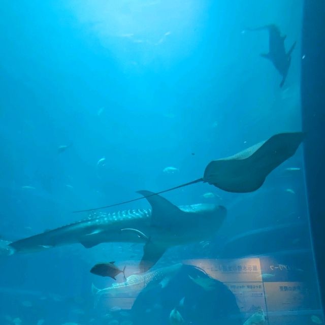 【ぜひ遊びに行って欲しい！】大阪最大の水族館