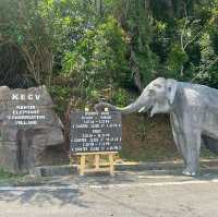 與大象親密接觸 🐘