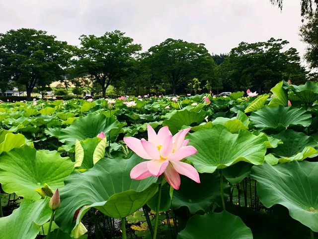 새벽에 피어나 당신을 기다렸어요, 부여 궁남지