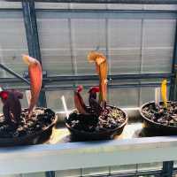 荷蘭🇳🇱 Hortus botanicus Leiden萊頓植物園🌵🪴室內篇
