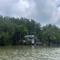 Discover half day Mangrove Tour in Desaru 