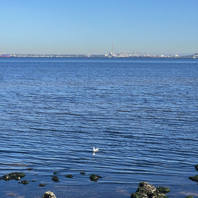 พาเดินเล่นริมหาด Point Ormond ที่st.kilda