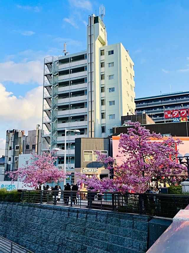 【東京都/スカイツリー】河津桜とのコラボ